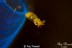 Pygmy Squid. Tulamben Bali. 2/2014.
5DM3, Nauticam. 2x Y... by Raj Prasad 